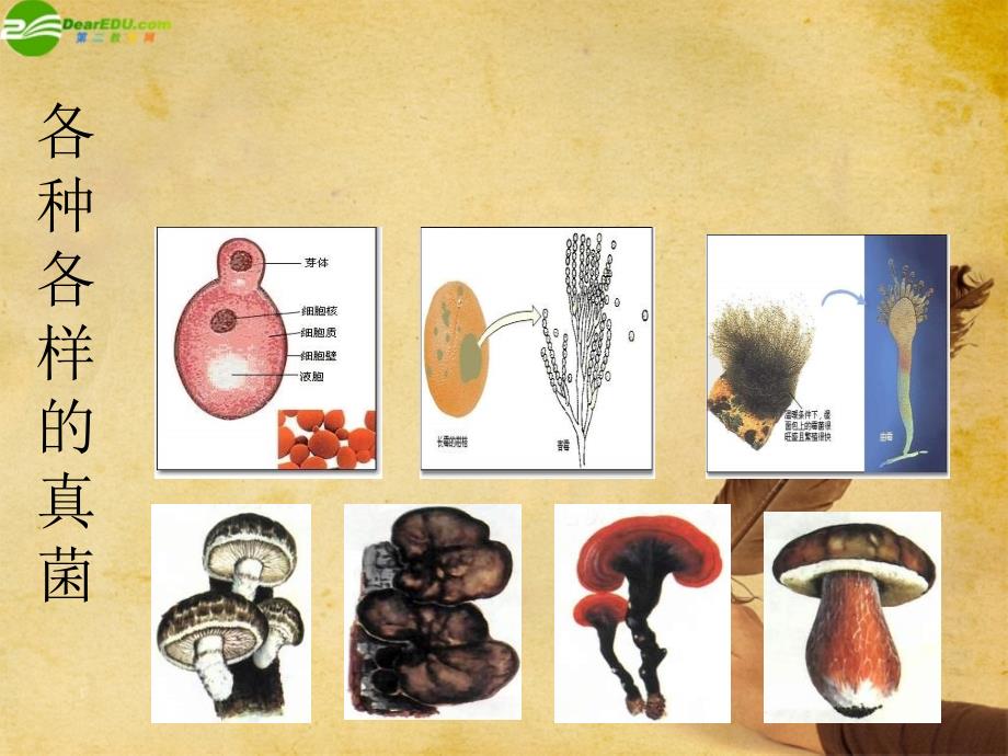 八年级生物上册-第五单元第四章第三节真菌幻灯片人教新课标版_第4页