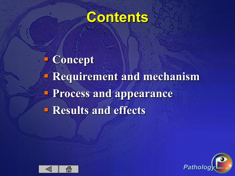 血栓形成ppt-病理学课件_第2页