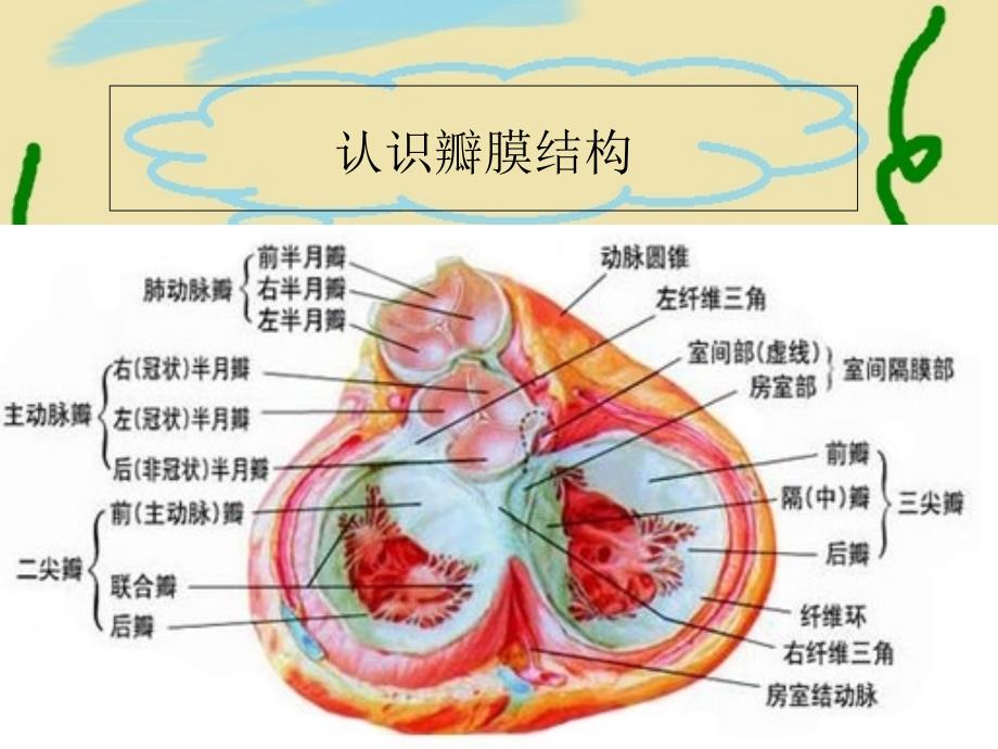 瓣膜病病理生理课件_第4页