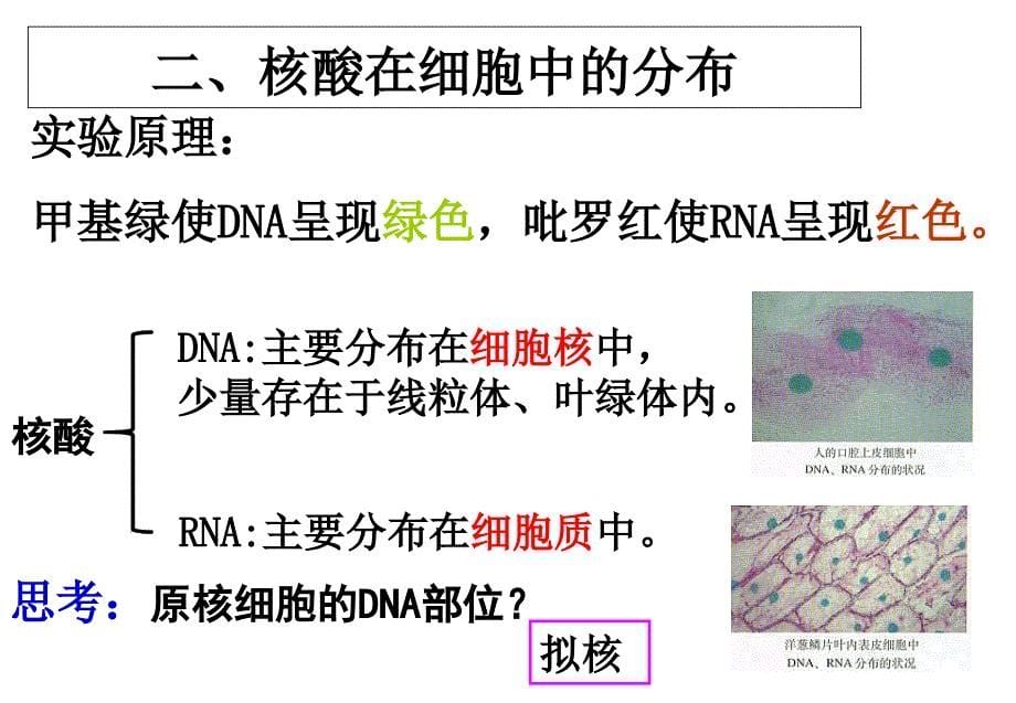 2.3+遗传信息的携带者--核酸+课件+唐梅_第5页