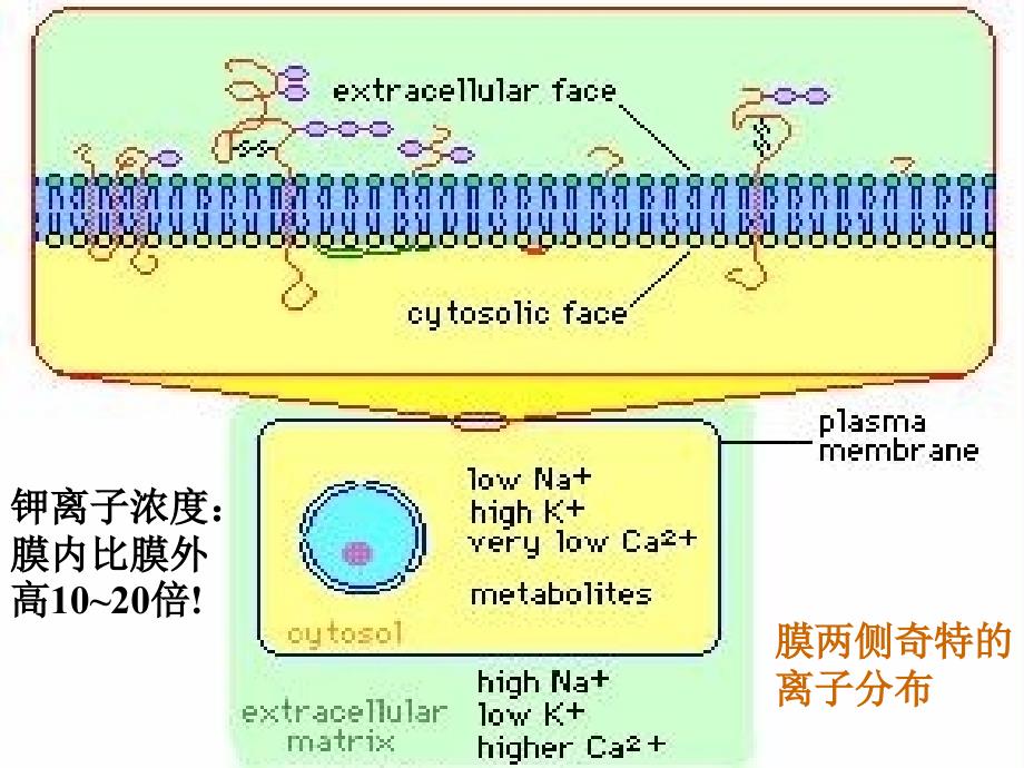 小分子物质的跨膜运输-细胞生物学-课件3-09_第3页