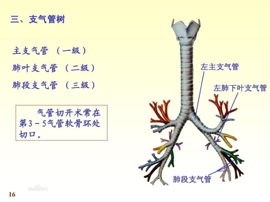 儿科学毛细支气管炎-0-6ec64075a0116c175e0e4810_第4页