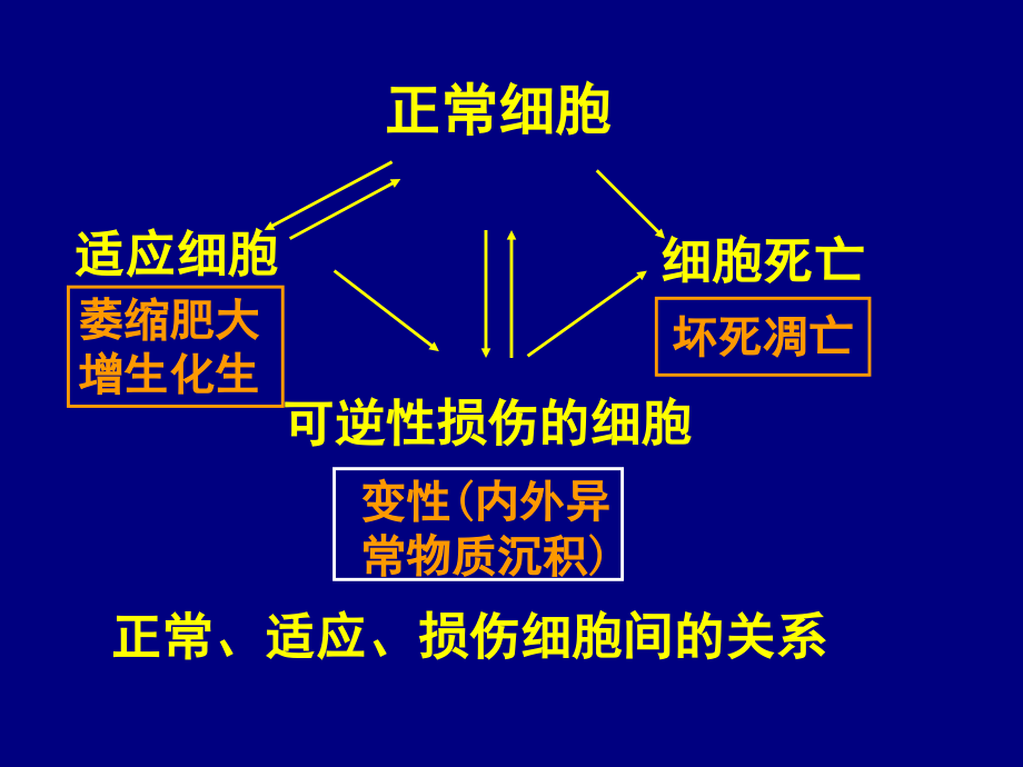 细胞和组织的损伤适应与修复 (2)课件_第2页