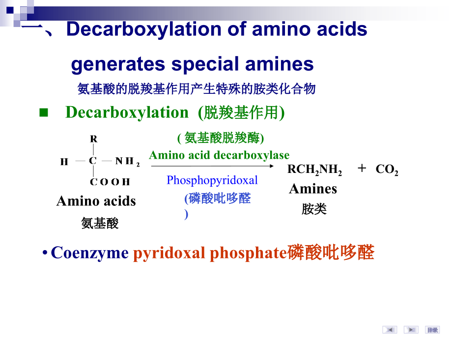 华科同济医学院生物化学课件氨基酸代谢-3_第3页