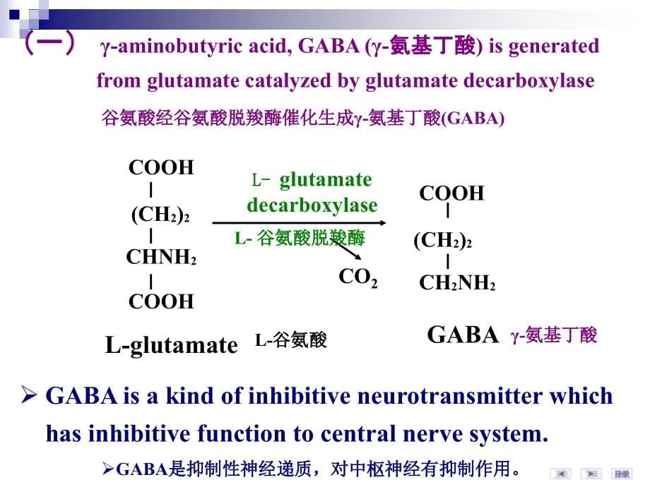 华科同济医学院生物化学课件氨基酸代谢-3_第5页