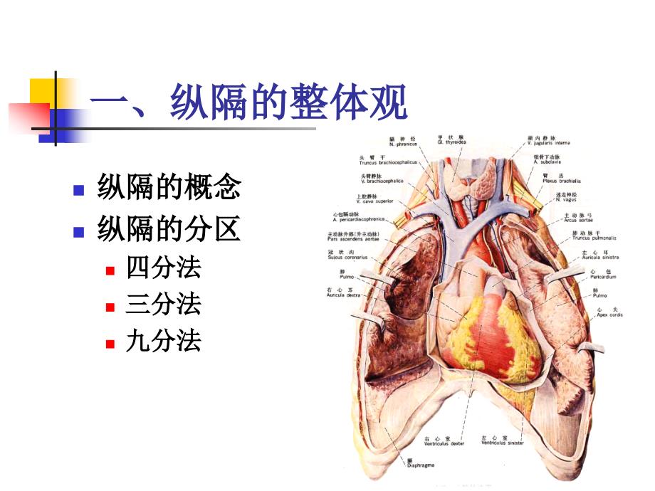 基础医学-人体解剖学-纵隔的应用解剖课件_第2页