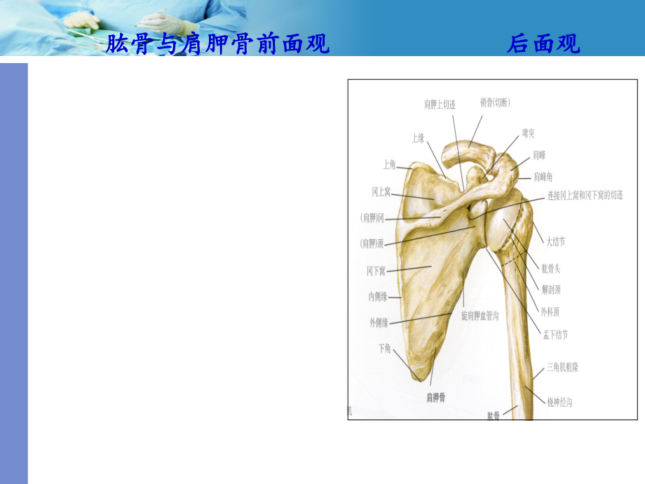 骨伤科手术学(肩关节及前臂)课件_第4页