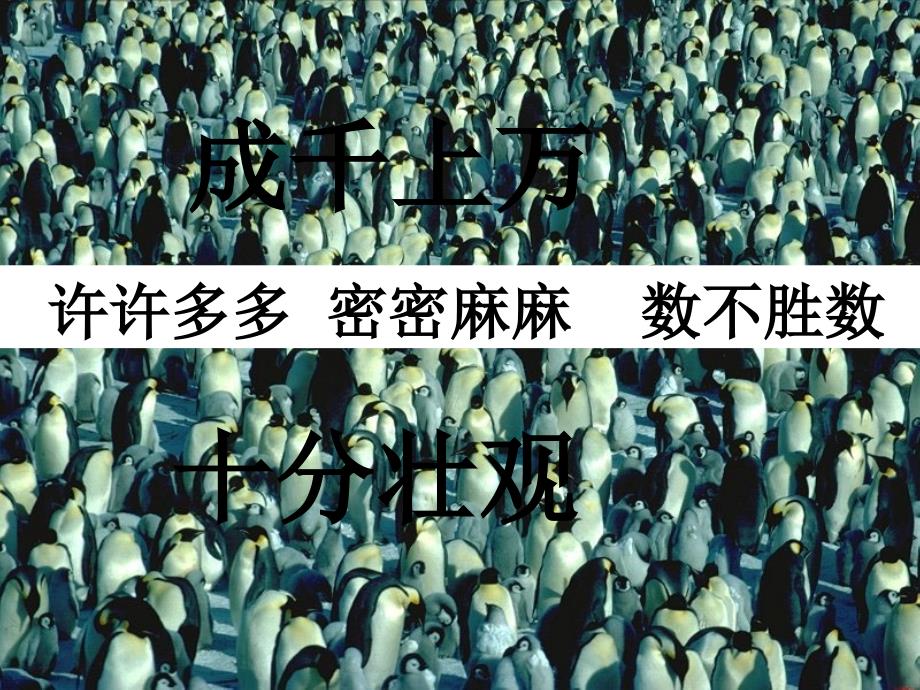 2014秋北京版语文三上《登上企鹅岛》ppt课件4_第4页