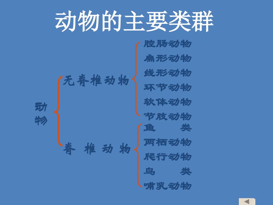 人教版八年级生物上册课件：5.1-动物的主要类群复习课件(共31张ppt)_第1页