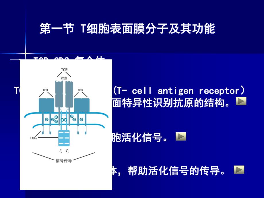 适应性免疫细胞-T淋巴细胞ppt-医学免疫学课件_第4页