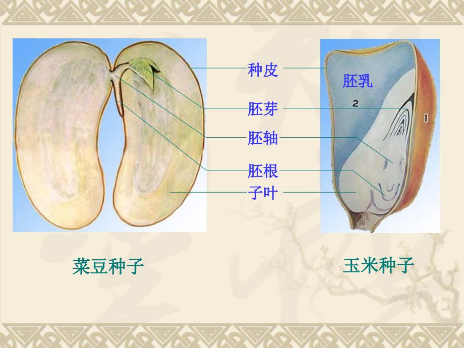 八年级生物《种子的萌发》ppt课件_第1页