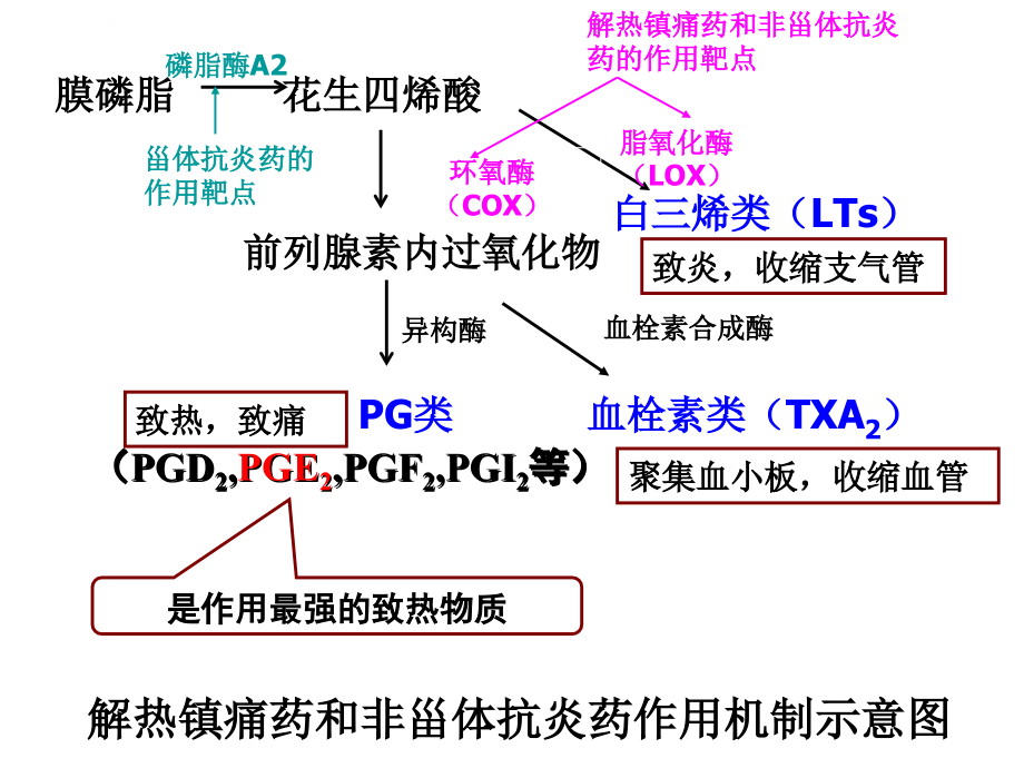 解热镇痛药及非甾体抗炎药_1课件_第3页