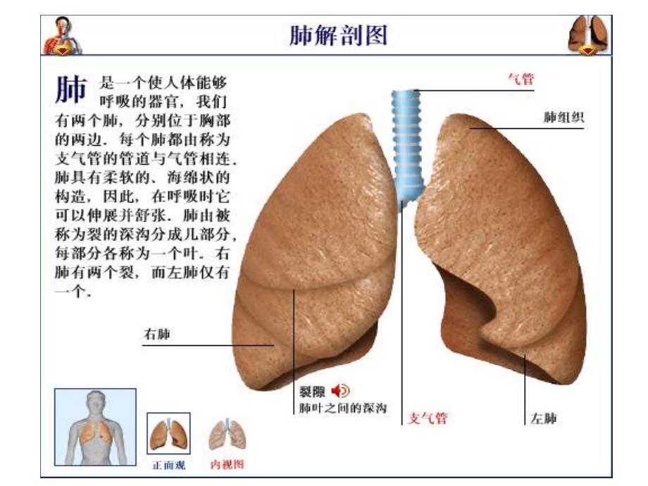 肺的专科护理课件_第2页