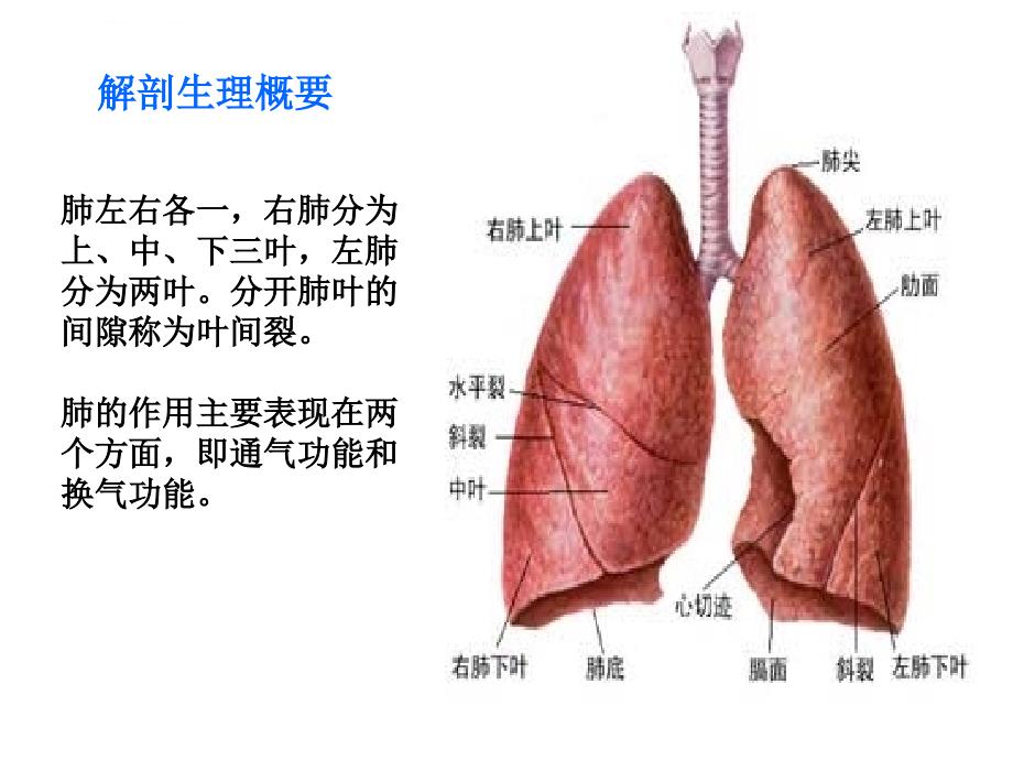 肺的专科护理课件_第3页