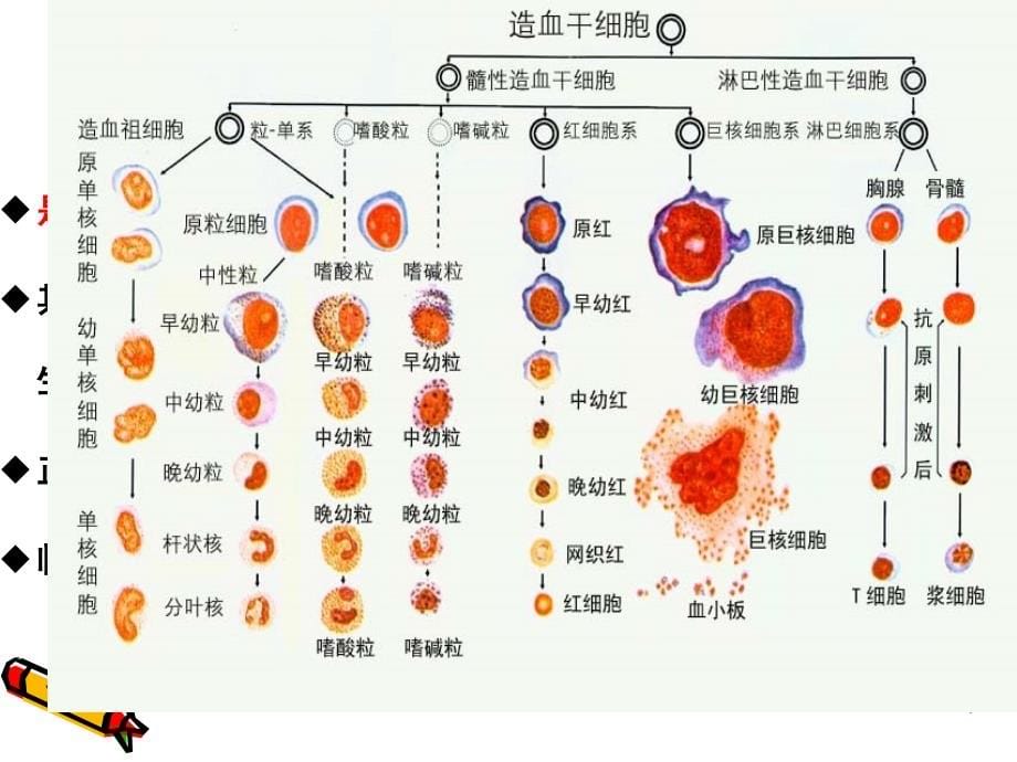 白血病病人的护理_1课件_第5页