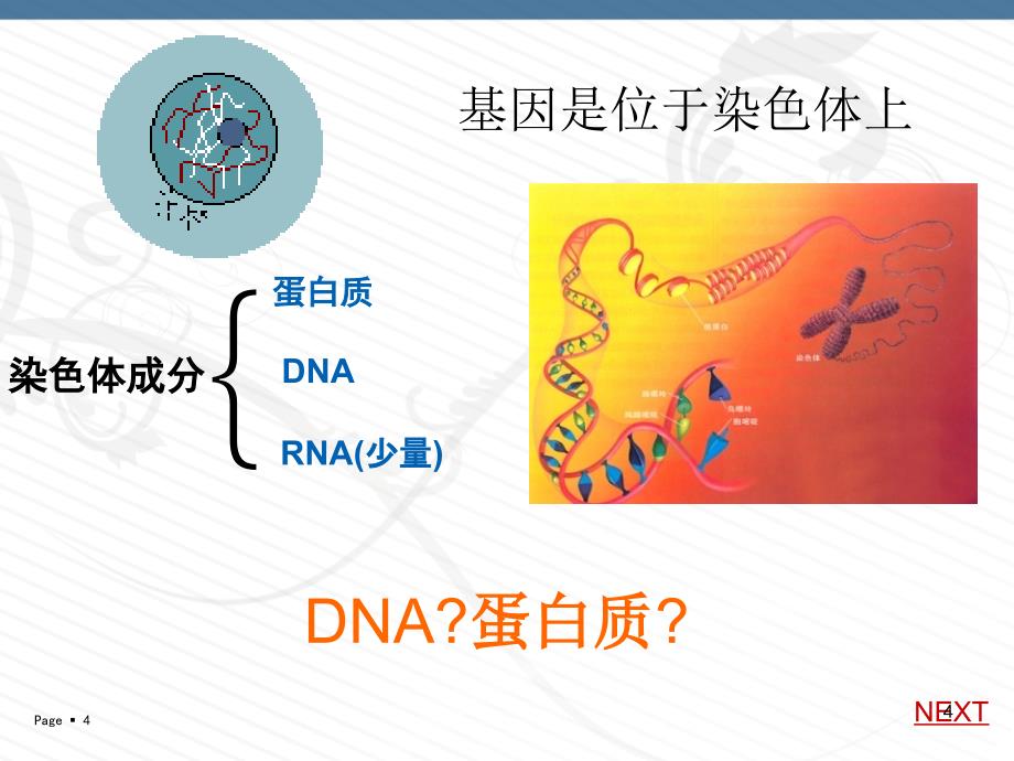 dna是主要的遗传物质-课件作品二等奖_第4页