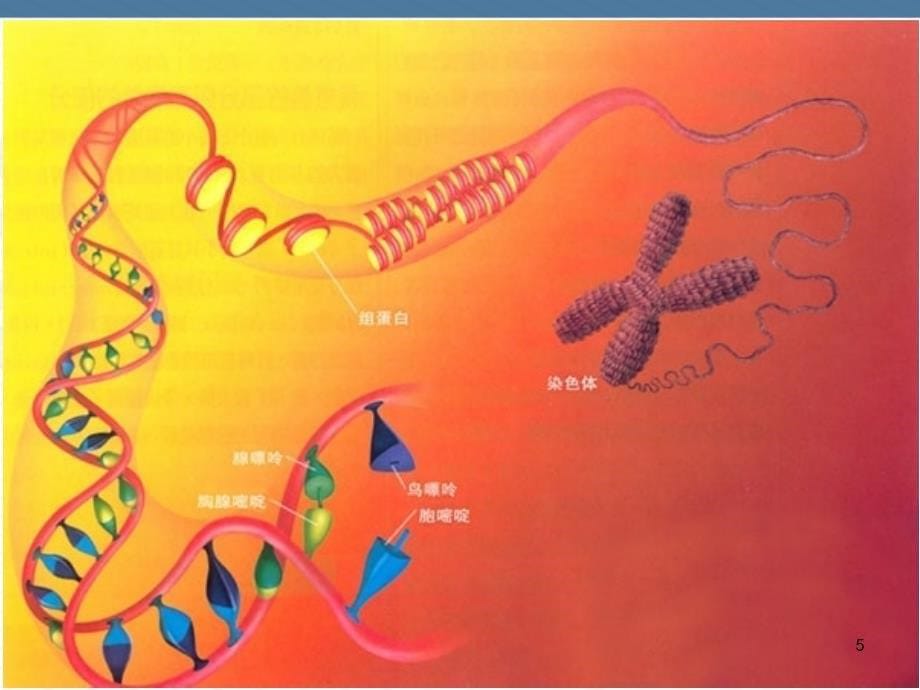 dna是主要的遗传物质-课件作品二等奖_第5页