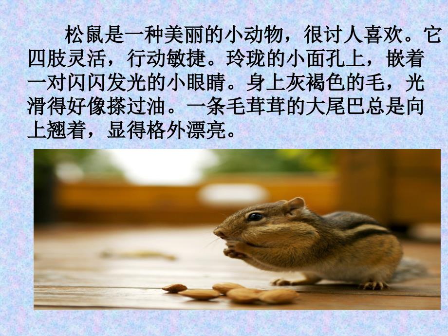2015春北师大版语文三下《松鼠》ppt课件4_第3页