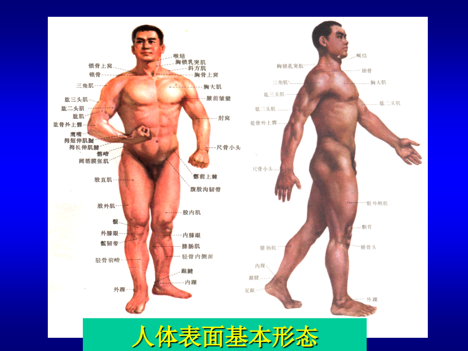 人体解剖学02-人体基本结构概述_第3页