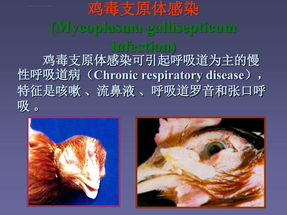 鸡毒支原体感染课件_第2页