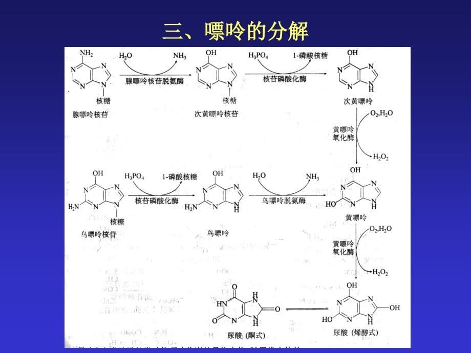 沈阳药科大学生物化学课件11-核酸代谢与蛋白质生物合成_第5页