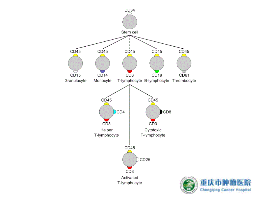 流式细胞术在白血病micm分型诊断中的作用(压缩图片)课件_第4页