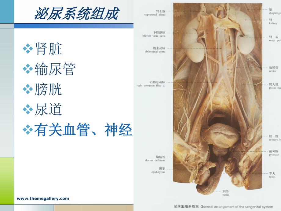 泌尿系统ppt-系统解剖学课件_第4页