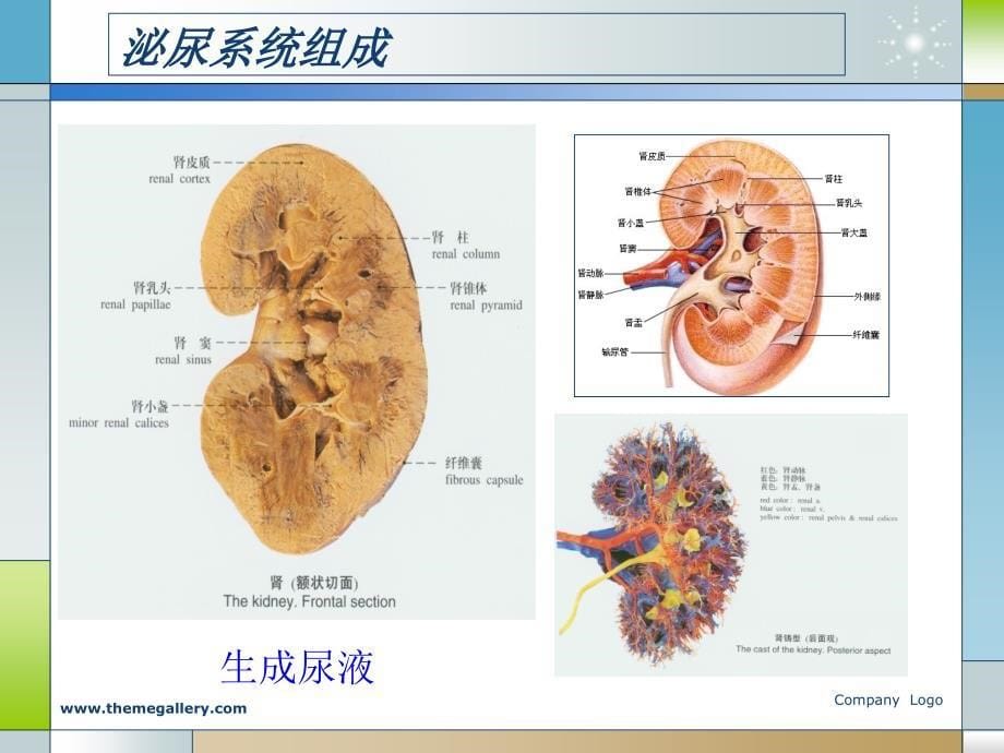 泌尿系统ppt-系统解剖学课件_第5页