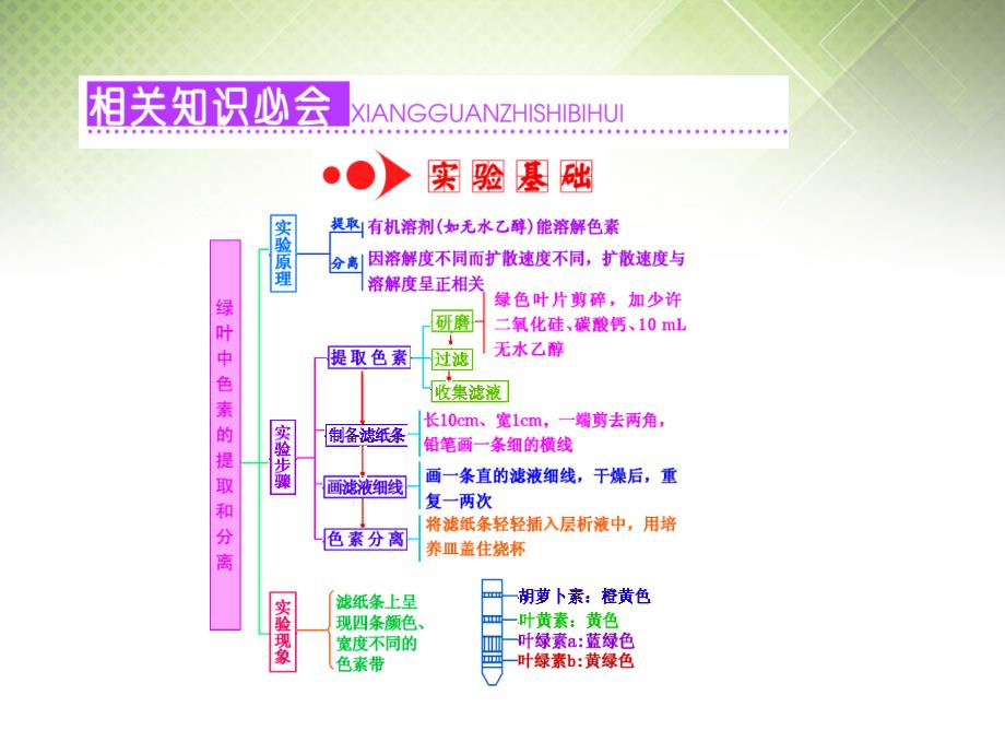 2016届高考生物一轮复习-第三单元-第3讲-第1课时-绿叶中色素的提取和分离课件-新人教版必修1_第2页