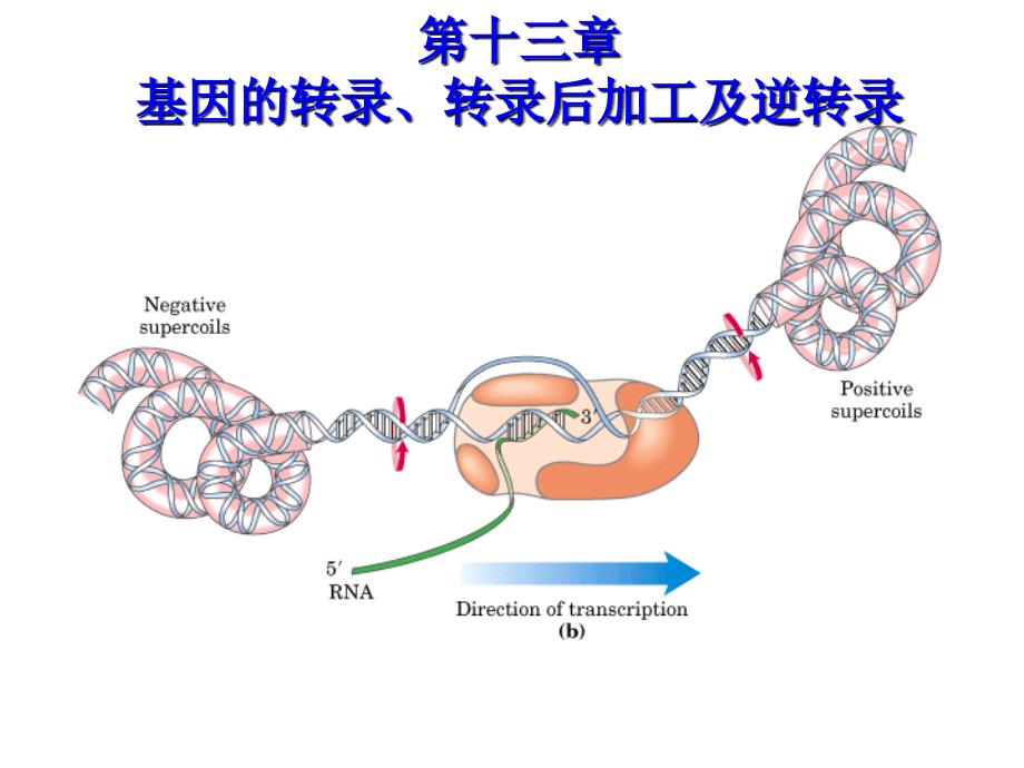 基因的转录、转录后加工及逆转录-医学生物化学-课件-上海交通大学医学院-13_第1页