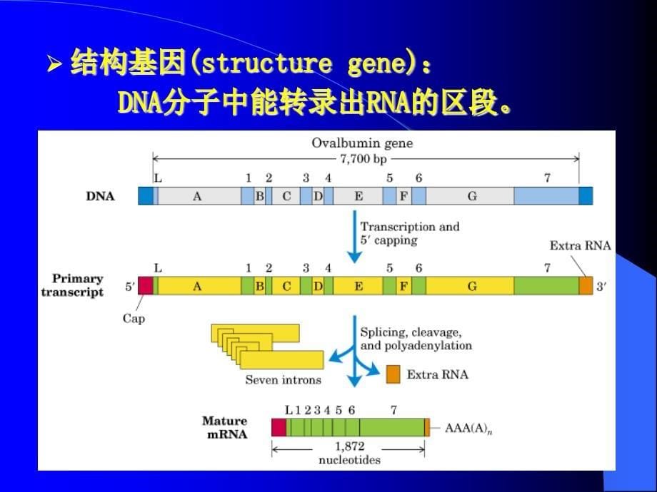 基因的转录、转录后加工及逆转录-医学生物化学-课件-上海交通大学医学院-13_第5页