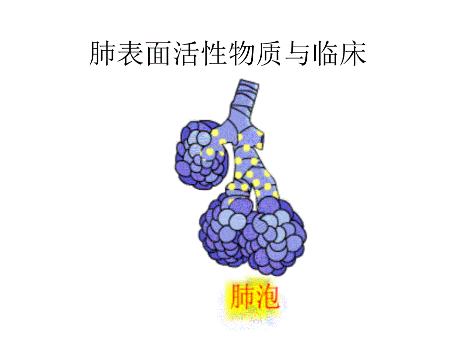 肺表面活性物质与临床课件_第1页