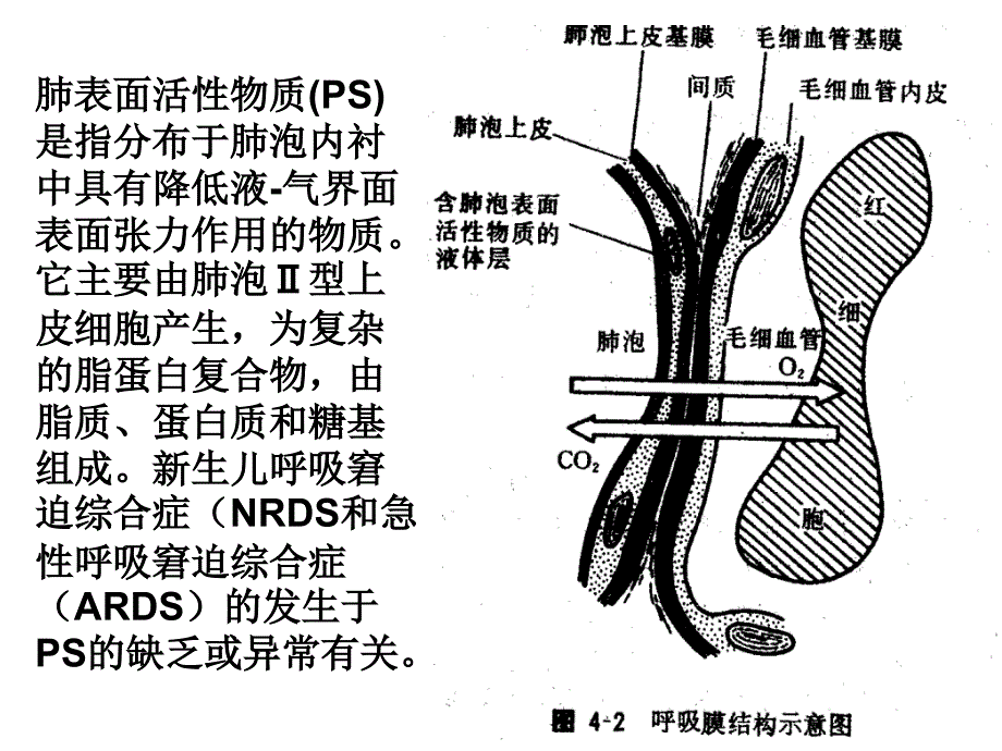 肺表面活性物质与临床课件_第3页