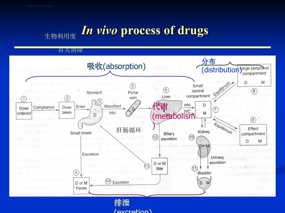 药物代谢动力学_16课件_第4页