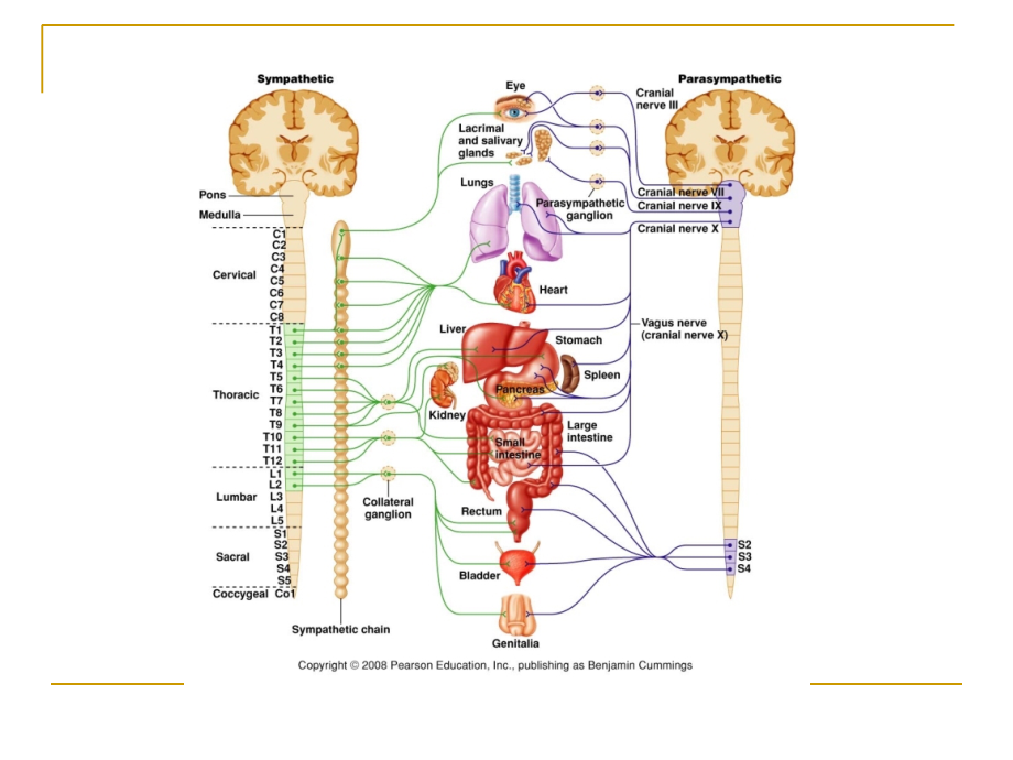 药理学第二章外周神经系统药理课件_第2页