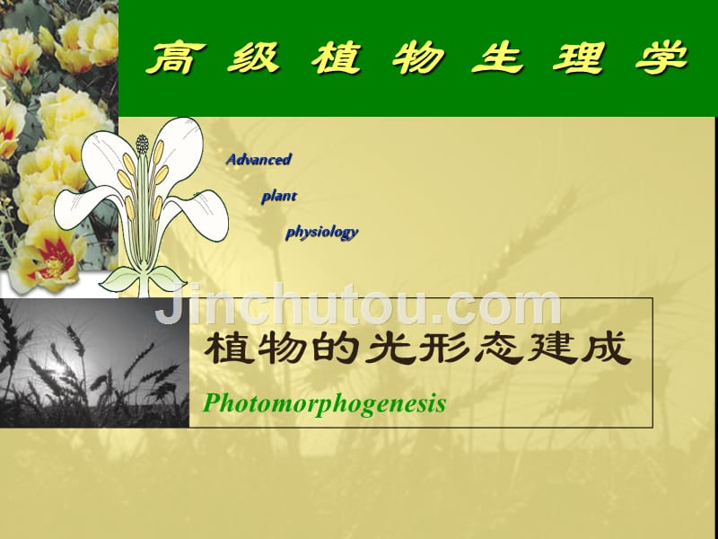 高等植物生理学-植物的光形态建成-经典课件_第1页