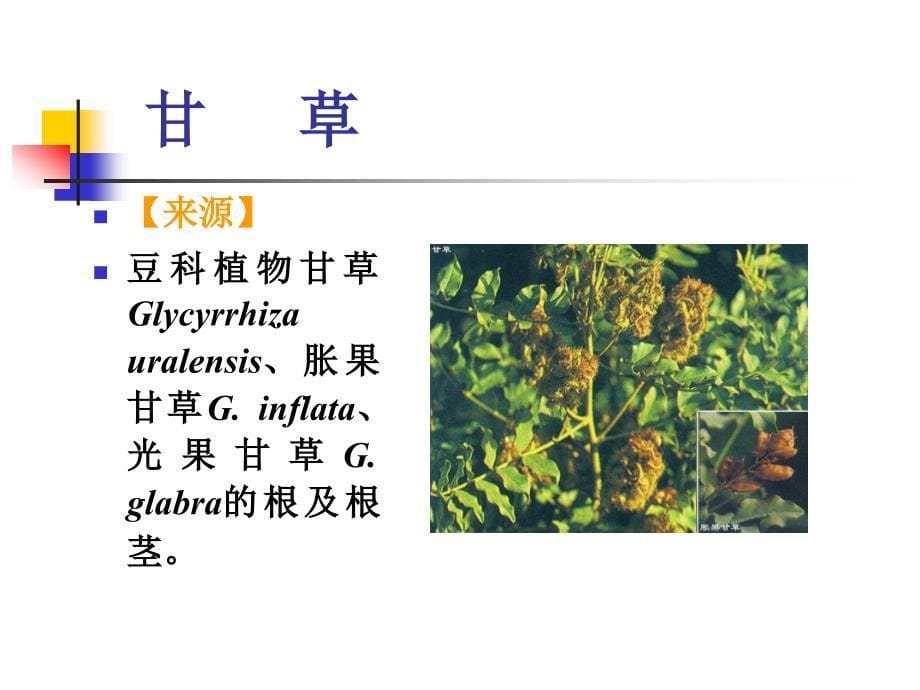 医学精品课件-根及根茎类中药4课件_第5页