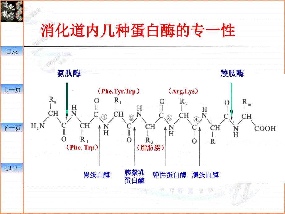 中国药科大学生物化学课件—09-氨基酸代谢_第3页