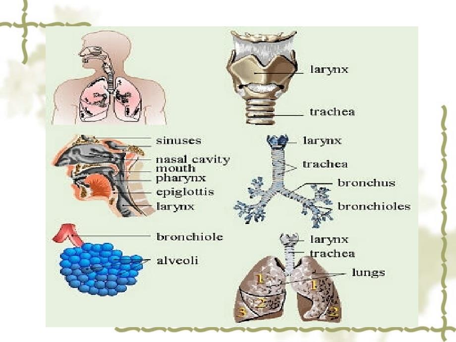 儿科呼吸系统-AURI英文课件_第2页