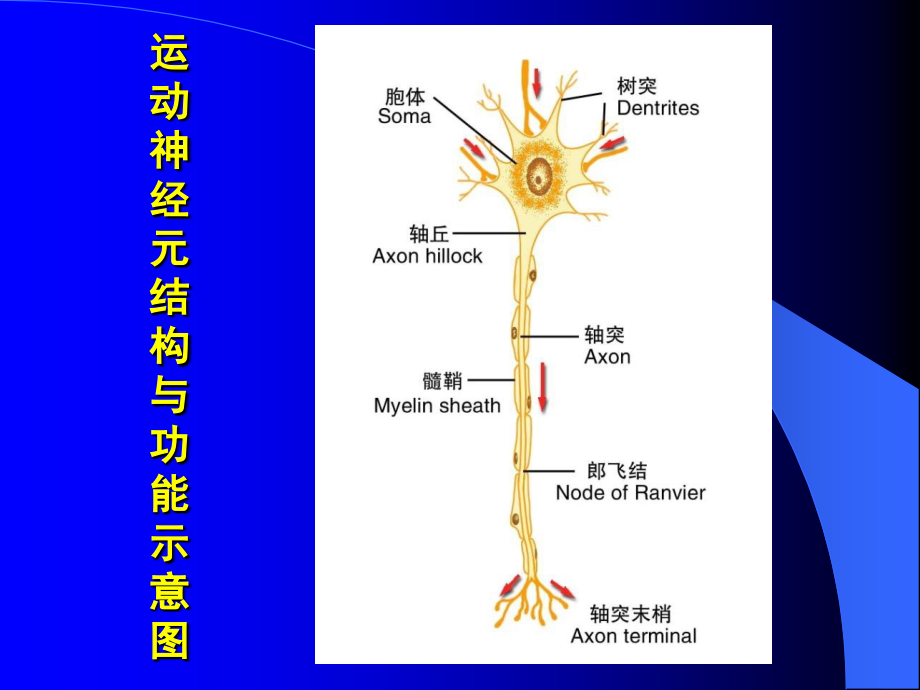 神经系统-ppt人体解剖学课件_第4页