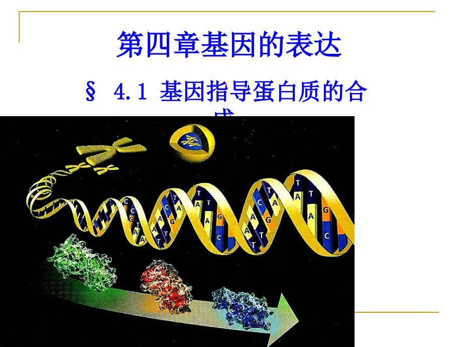 2-4-1基因指导蛋白质的合成.ppt_第2页