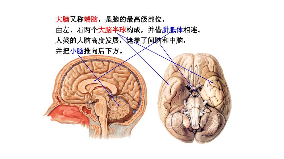 神经解剖-额叶课件_第2页