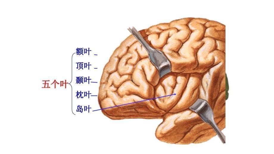 神经解剖-额叶课件_第5页