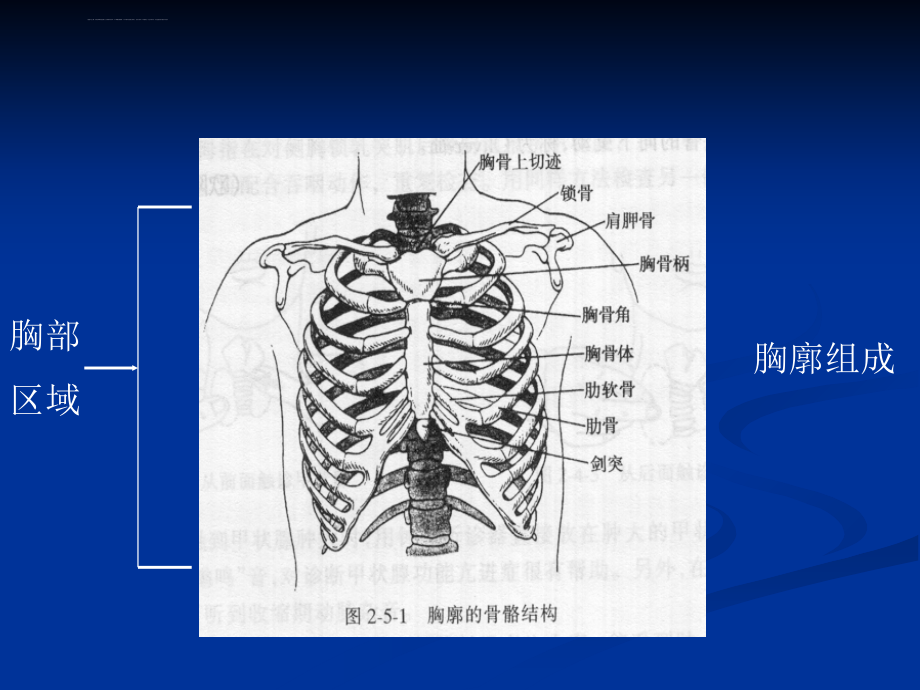 肺和胸膜检查课件_第2页