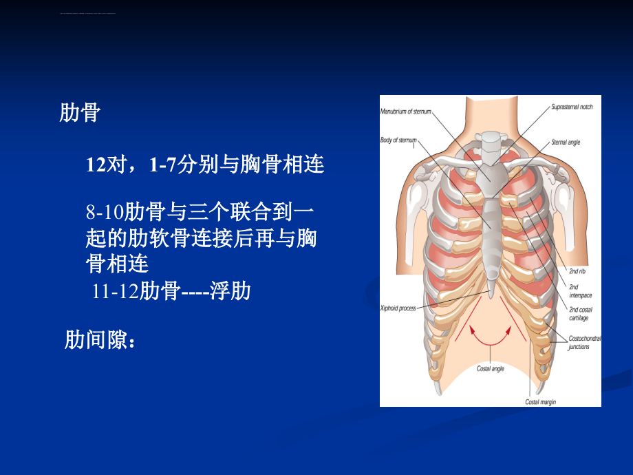 肺和胸膜检查课件_第4页