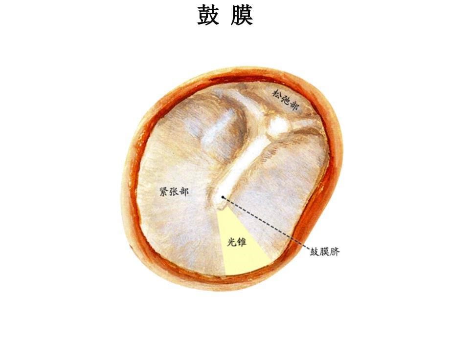 前庭蜗器-ppt人体解剖学课件_第5页
