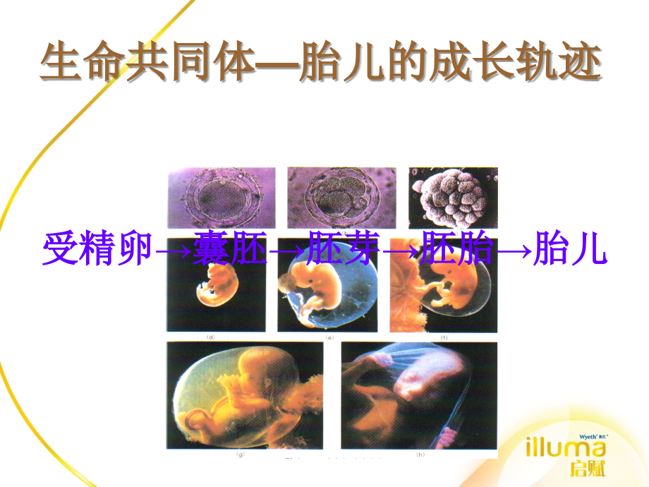 惠氏孕期监测与分娩_第4页