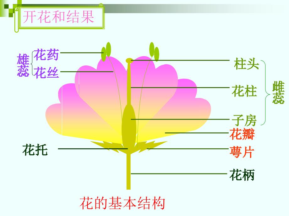 八年级上册第四单元-第一章-绿色开花植物的一生-复习课课件(26张ppt)_第2页