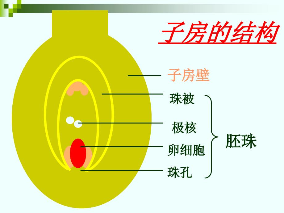 八年级上册第四单元-第一章-绿色开花植物的一生-复习课课件(26张ppt)_第4页