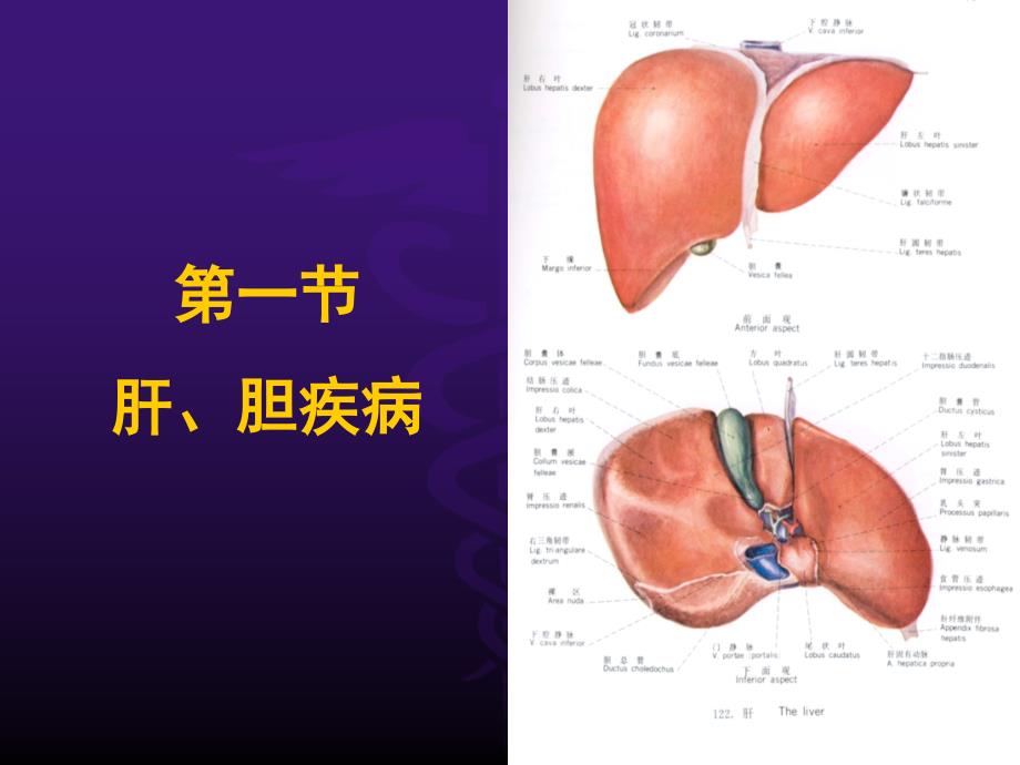 超声腹部-肝胆-ppt诊断学课件_第3页